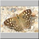 Pararge aegeria - Waldbrettspiel 03 Teverener Heide.jpg